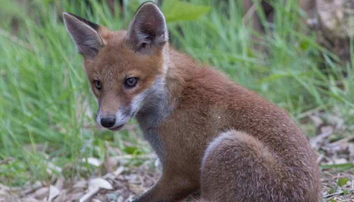 Non aux tirs sur les renards en Essonne